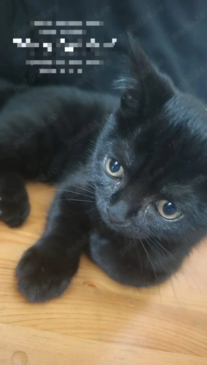 Pisica Bombey  cu carnet de sănătate 