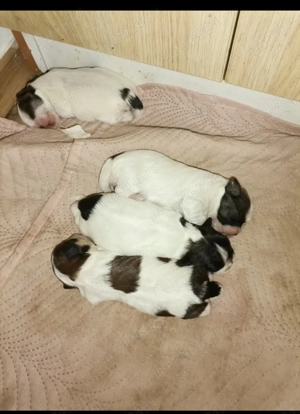 Vand catelusi rasa shitzu Pura  - imagine 3