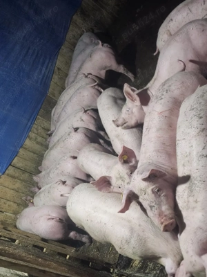 vând 25 soldani rasa de calitate de carne 40-45 kg mascul castrați femele disponibile crotalizati