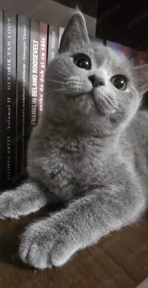 Pisici british  - imagine 5