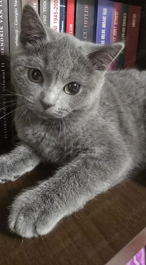 Pisici british  - imagine 4