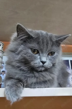 Pisici british  - imagine 3