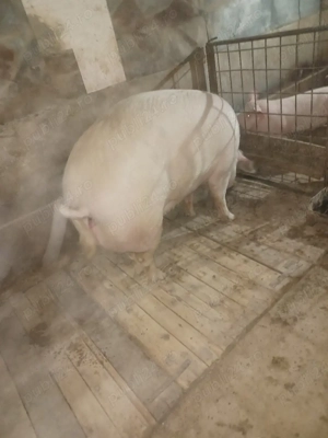 de vanzare  - imagine 5