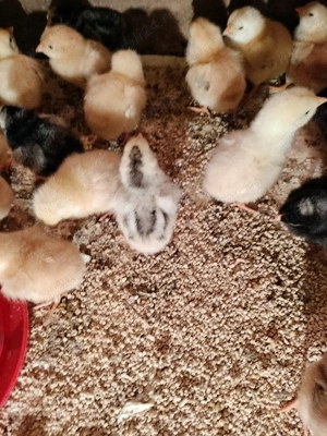 Pui gaina rasa mixta diferite varste - imagine 3