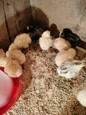 Pui gaina rasa mixta diferite varste - imagine 2