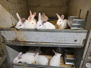 vând iepurasi si carne iepure