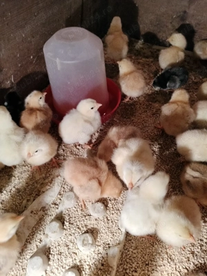 Pui gaina rasa mixta diferite varste