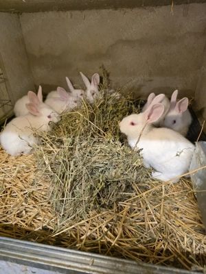 vând iepurasi si carne iepure - imagine 2