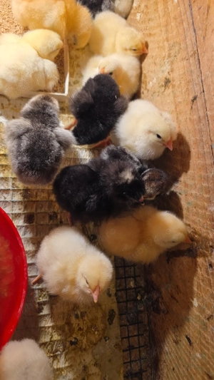 Pui gaina rasa mixta diferite varste - imagine 4