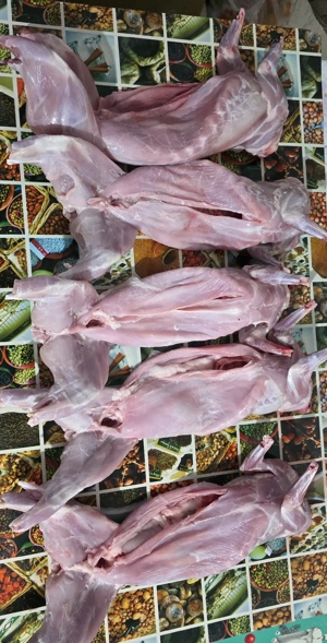 vând iepurasi si carne iepure - imagine 3