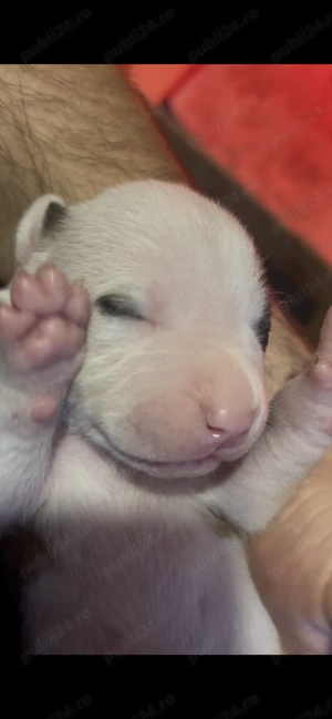 Pui metis de tip amstaff!