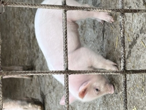 1 la a doua fătare foarte cuminte si 2 de trei luni  - imagine 2