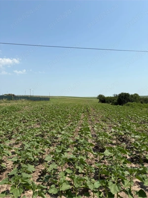 Teren extravilan - imagine 2