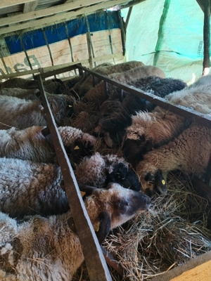 Oi de vanzare - imagine 4