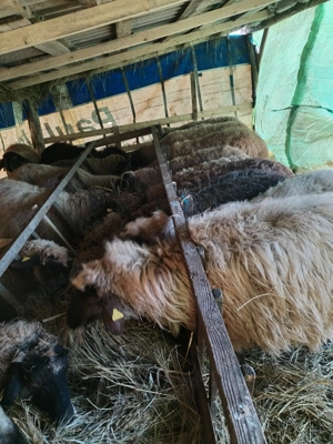 Oi de vanzare - imagine 2