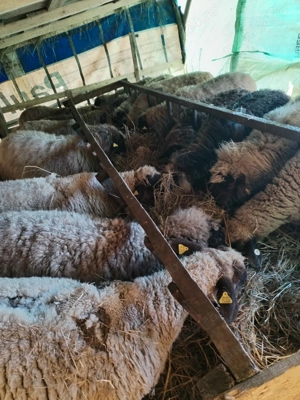 Oi de vanzare - imagine 5