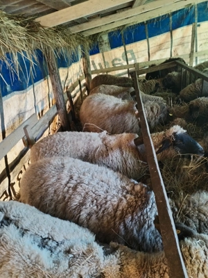 Oi de vanzare - imagine 3