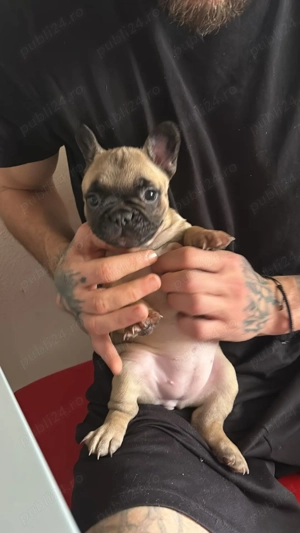 Femela bulldog francez superb!