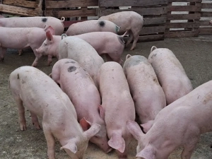 vând soldani 35-38 kg (masculi castraţi)