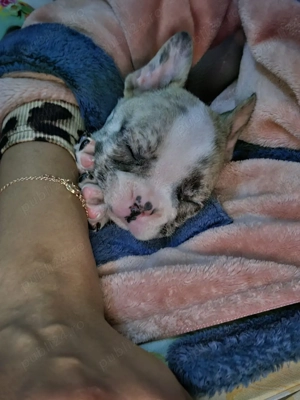 Cautam casuta  - imagine 4