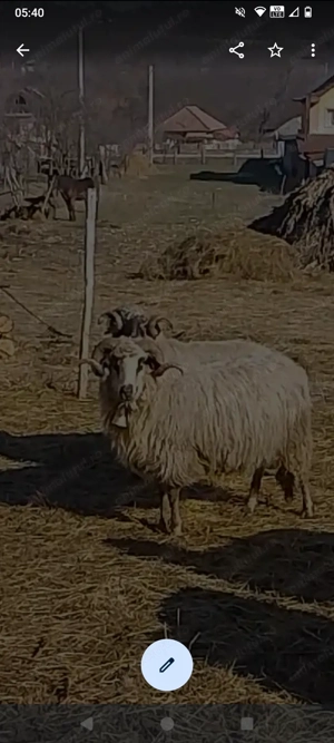 De vânzare preț bun 