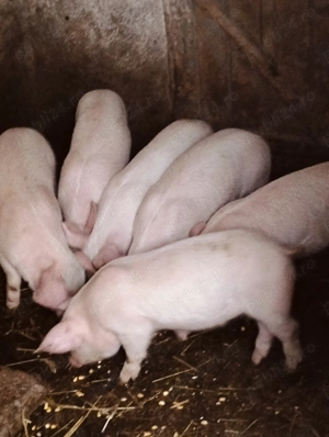 Purcei de 10 săptămâni , marfă super 