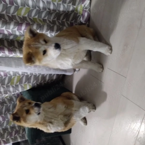 Pui Akita 500 lei - imagine 5