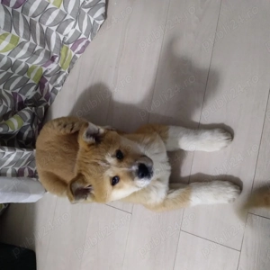 Pui Akita 500 lei - imagine 4