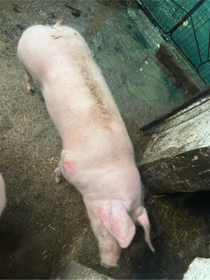 Purcea 90-100 kg - imagine 3