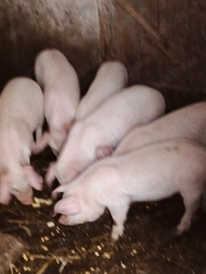 Purcei de calitate de  10 săptămâni 