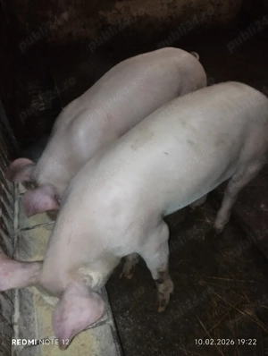 Vând șoldani. - imagine 2