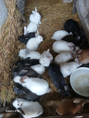 De vânzare puii de iepuri  - imagine 3