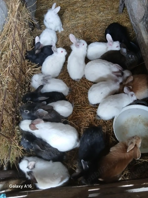 De vânzare puii de iepuri 