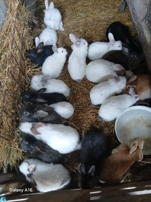 De vânzare puii de iepuri  - imagine 2