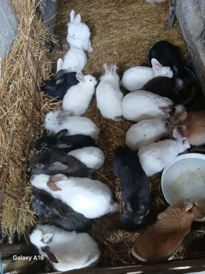 De vânzare puii de iepuri  - imagine 4