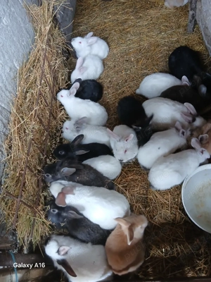 De vânzare puii de iepuri  - imagine 5