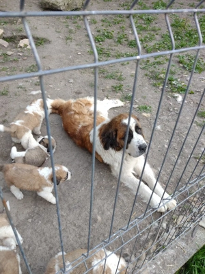 Donez urgent femelă Saint Bernard 