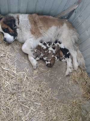 Donez urgent femelă Saint Bernard  - imagine 2