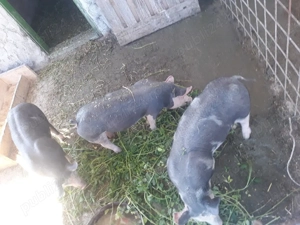 Vánd purcei pietrean 