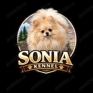 pomeranian cu pedigree