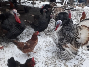 Vand curcani romanesti