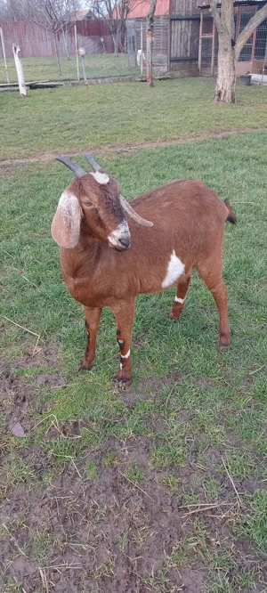 De vânzare alpina franceza 