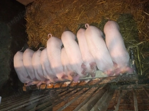 Vând purcei cu vârsta de opt săptămâni 