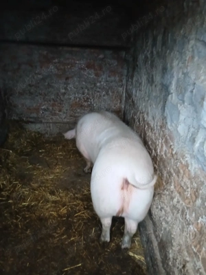 purcea bio - imagine 2