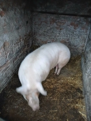 purcea bio - imagine 3