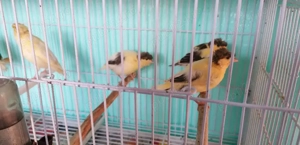 Canari pui și canari maturi. 