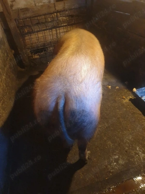 de vinzare  - imagine 3