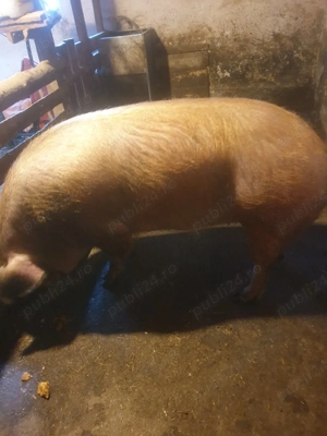 de vinzare  - imagine 4