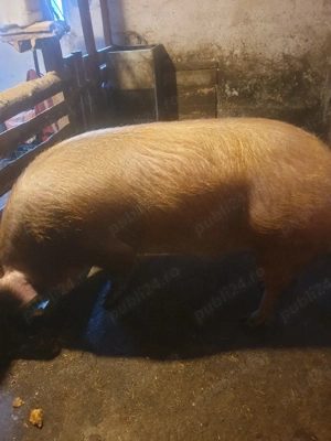 de vinzare  - imagine 5