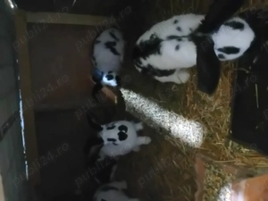 Iepuri de vanzare  - imagine 3